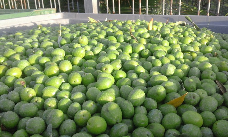 Some new chemistry for Southern Hemisphere 2019 Ultra Premium Extra Virgin Olive Oil