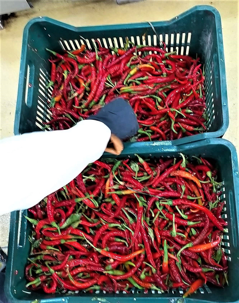 Cayenne (fused) Extra Virgin Olive Oil is Back