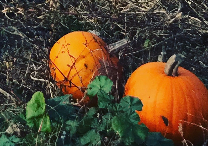 Pumpkin Bread